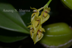 Bulbophyllum neilgherensis